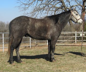 SOLDTC Poco Piero AQHA Gray Gelding Sire: Roan Wood Poco Lena Dam: Scoots Mocha Frost This pretty gelding stand 14.3-15 hands and has a good handle on him. We have used him some on the ranch doctoring catlle, penning, sorting and dragging calves. He is not finished on the ranch by any means but he has seen most of it. He just turned 7 and has his whole life ahead of him to go in any direction you would like. He is a perfect heel horse or breakaway canidate and big enough to head on as well. Wouldn't be any reason why he couldn't do barrels and poles as well. Take him and finishe him any way you want. If you are looking for a pretty foundation bred gelding that is rerasonably priced don't pass him up. UTD on worming and vaccinations.
