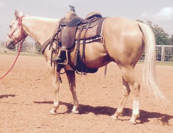 Super Dual 2008 AQHA Palomino Gelding Sire: Custom Dually Dam: Swimmin Poo I just took these pictures at the arena the other day and they absolutely do not do this good gelding any justice. He is a finished heel horse as well as finished breakaway and he also ties down calves!! He will work for a lower number calf roper or someone just starting. He has been trained right and it is hard to fault him at all as he is very consistant. He can drag is rear in the dirt like he is supposed to and has a nice handle on him. If you are looking for that all around roping gelding look no further. He also has a great set of papers with Dual Pep, Peppy San Badger, Doc O'lena, Lenas Jewels Bars and Freckles Playboy all right on his papers!! Papers, talent and looks all in one package.