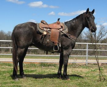 SOLDJessie Blue Duck 2006 AQHA Blue Roan Gelding Sire: Doc Jessie Buds Dam: Mrs Blue Duck Blue is very stout with a lot of natural muscling. We have been tuning him up and using him out in the pasture dragging a few calves sorting and penning. We have tracked a few out of the box on him as well. We have roped a few cows on him and he took the hits well and will pull from the horn. He still needs some work but is on the right track. If you are looking for that stout pretty made gedling with color Blue is very reasonably priced.