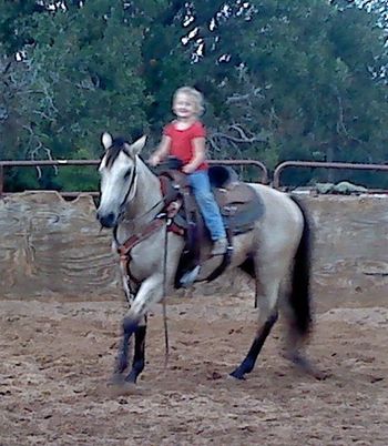 SOLD
Fuels High Roller 2009 AQHA Buckskin Gelding Sire: Catcha Fuel Lark Dam: Miss 1999 This buckskin is a great horse little horse. He is 3 with the mind of a 10 year old. He is being started to make a great calf horse. He is dead broke and anyone can ride him. Would make a great youth calf horse.