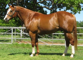 SOLDDakota TDV 2001 AQHA Sorrel Gelding Sire: Classical Tradition by Classical Skipper Dam: DW Pretty Precious by Scotch Image We call this big pretty classic quater horse Dakota here at the ranch. It it not very often that I am smitten by a horse but this guy is a breath of fresh air as to what a quater horse is supposed to be. He is from the proven genitics of Hank Wiescamp and the Skipper W lines. Dakota has been trail ridden all of his life and is super easy to get along with. Easy to catch anywhere and drop dead gorgous to look at. He is thick and wide and conformation is great. If your looking for a true head turner look no further as this guy has all the looks to grap anyones attention. Dakota is 15-15.1 hands tall and 1350+ pounds. He would be perfect for a youth 4_H or FFA horse as well as anyone looking for a safe pleasure horse. 100% sound UTD on vaccines
