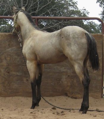 SOLD2012 AQHA Buckskin Filly Sire: Miss And Gun Dam: Jewels Gold Bars This young mare is very correct and such a beautiful dark buckskin color. Her mother is a nice foundation mare that always puts beautiful fronts on her foals. This filly has a great hip and big eye. Her sire is my buckskin stallion Miss And Gun and he has put alot of great conformation on his first foals. This young mare will train in any of the cattle events and would be an excellent choice for Ranch Versatility and she will make a great broodmare when your through riding her.