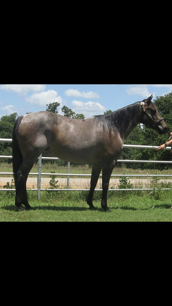 SOLDSensations Patty 2004 AQHA Bay Roan Mare Sire: Driftwood Sensation Dam: Gerries Pat Star This mare is 14.2-3 she is super stout as she will weigh 1200 in shape. She has been setting out for two years raising beautiful babies. She is a great one to teach to calf rope or breakaway if you wanted. She was used early on checking wheat pasture cattle. Been started on the barrel pattern as well. She has a huge controlable motor when asked. This beautiful mare has a great conformation and passes the color and conformation to her babies. If you are looking for a nice one to ride or breed look no further as she has a lot to offer at a very reasonable price.