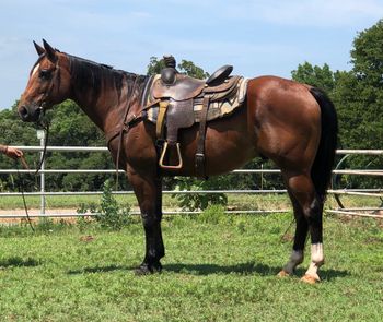 SOLDJDS Two Bugs Tobey 2004 AQHA Bay Gelding Sire: Watch Joe Doo Bee Dam: Amanda Bugs Here is a big stout bay gelding that is fun to ride. He stands 15.2 and 1200# Tobey has been rode just about everywhere with an experienced rider. He will go anywhere you point him. He has been mainly used as a trail horse but he does have a huge motor when asked. He has a good handle and stop on him. he is not for a beginner rider as he is too quick and fast. Will walk out on a loose rein and you don't have hold him back but as I said he is quick and fun to ride for someone that knows how to ride. He will pull from the horn, has drug logs around on the place as well as ponying other horses. He would be a great one to pony horses at the race track or on the ranch. I bet you could take this horse and run a pretty good set of barrels on him as well. 4500 Located in Cushing, OKlahoma 918-306-9498 or 918-327-3110 Visit us on Facebook at Faires Ranch https://youtu.be/yxy3ZEWFYy0