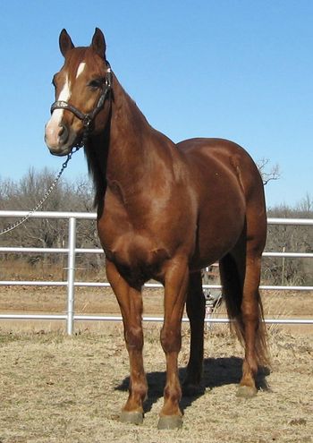 SOLD Cuz Chics Dig It2006 AQHA Sorrel GeldingHere is a nice young gelding that has been sorting and has had some reining training. His sire is an own son of the great Smart Chick Olena. He would be a great prospect to take to the roping pen as a tie down calf horse or heel horse. He would be a great prospect for ranch versatility. He is bred the best and has a great handle on him. He has a long full mane and tail and a beautiful little head and big kind eye. If your looking for one to take to the next level here he is.
