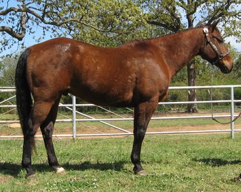 SOLDFrosty Blue Streak 2008 AQHA Bay Gelding Sire: Dorky Frosty Spark Dam: Plentyofit Blue This good bay ranch gelding has been out on the ranch dragging calves and doing the daily routine of a using horse and is doing well so he has a great foundation to go in any direction you would like from here. Take him back to the ranch and use him. He is an excellent to train as a head horse. This horse can go in any direction you would want to go, Heading, heel, barrels or even a trail horse. He is super gentle and easy to ride with a good handle and pleasing and willing attitude. Stands great for the farrier. UTD on all vaccinations, worming and shoeing.