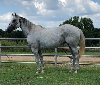 Shesa Packin Silver 2006 AQHA Gray Mare Sire: Special Gun Dam: Long Road Silver Here is a nice gray mare for your consideration. She is bred very well from the Pitchfork Ranch. Her pedigree speaks for itself alone. Her sire is an own son of the great Playgun and her dam is an own daughter of Strait Silver. The Pitchfork and 6666 are very well know for producing great using horses. This mare has been used on the ranch and heeled on. She is a perfect one to raise some good babies from as well. She has proved herself over the years. I will sell her with a discounted breeding for 2019 to one of our stallions if a person wanted. Take her and use her or put her in the broodmare band and raise some nice ones. If we were not downsizing I would keep her and breed her myself. Located in Cushing, Oklahoma 4️⃣5️⃣0️⃣0️⃣Call us at 918-327-3110 or 918-306-9498.
