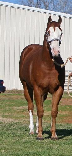 Too Hot For Texas 2008 APHA Sorrel Overo Gelding Sire: I Am A Hot Topic Dam: Miss Texas America SOLD Congratulations to Roger Salazar New Mexico Texas has been started under saddle, he is still green but very willing to please, he needs more training to be finished. Texas is very easy going, he is very stout and a lot of pretty to him. Texas is ready to be trained in any direction you choose. He is enrolled in APHA Gelding Plus and APHA Breeders Trust, Texas could be your next champion.