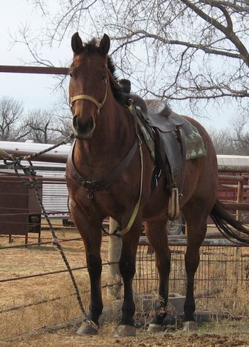 SOLD
War Drift Frost 2006 AQHA Bay Roan Gelding Sire: Red Hooch Hancock Dam: Teddy Plucker Snoman SOLD Congratulations to Alton Oates Athens, TX. Copper is what we call this gelding. He is a finished head horse. He is quite in the box and is patterned well. Scores great and has a lot of natural rate and doesn't want to drop out of there or get to quick. Copper is one you can go win on. He is gentle enough for any number roper. He is solid and honest. He was used as a ranch horse before roping training, he has done all the ranch work. He is big and stout but can still sort the cattle very well. If your looking for that go to horse to get the job done here he is. Links to videos below. http://www.youtube.com/watch?v=ceRnjDdROKc http://youtu.be/GEScUuLIrwU http://youtu.be/gWA_lwJjrlQ http://www.youtube.com/watch?v=buK7blhBB_Y