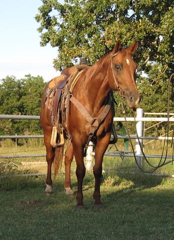 SOLDMistys Hickory Doc 2010 AQHA Sorrel Gelding Sire: Mo Hickory Pepsan Sire: Misty Pfolyd Here is another good ranch gelding we are offering for sale. He has been outside working on the ranch dragging calves and doctoring in the pasture, proccessing cattle , prowling pastures and doing everything that has been asked of him. He is another great head horse prospect as well as heeling or even a trail horse or anything you want to go on with as he is gentle, kind and willing to do whatever is asked of him. he was broke right and stays broke. UTD on vaccinations and shoing. Has all the cow blood and try you can ask for in a young horse. https://www.youtube.com/watch?v=2iLz6fjkNd4&list=UUKTw1KFyjluFs6FgMWd_KAQ&index=2