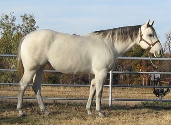 2001 AQHA Gray Mare Bees Miss Duster Sire: Steel Gray Duster Dam: Georgeous Miss Bee This is one of the kindest mare you will ever know. She has been used as a ranch horse as well as a heading horse. She doesn't know she is a mare. She is gentle enough anyone can ride her. She would make a great trail horse as well. She gets along great with others. She is good in or out of a stall. No bad habits or vices.