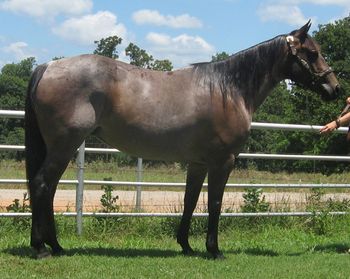SOLDSensations Patty 2004 AQHA Bay Roan Mare Sire: Driftwood Sensation Dam: Gerries Pat Star This mare is 14.2-3 she is super stout as she will weigh 1200 in shape. She has been setting out for two years raising beautiful babies. She is a great one to teach to calf rope or breakaway if you wanted. She was used early on checking wheat pasture cattle. Been started on the barrel pattern as well. She has a huge controlable motor when asked. This beautiful mare has a great conformation and passes the color and conformation to her babies. If you are looking for a nice one to ride or breed look no further as she has a lot to offer at a very reasonable price.
