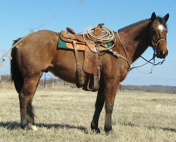 SOLD
Thank You Jim Douglas, KS.
Smooth Leo Two 2006 AQHA Bay Roan
Gelding
Sire: Smooth Primo Dee
Dam: Oklahoma Girly
This stout bay roan gelding has been used as a ranch horse all his life and is broke the best. He has also been used on the head side in the roping pen. He scores well and has a lot of natural rate. He has been the go to horse on the ranch. He would be a great one to finish on the head side as he is just the right age. He would also make a great one to compete in the ranch rodeos. He rides out alone and would be a good on to just go check your cows on or just ride.
http://youtu.be/jgV1ddf2yf8