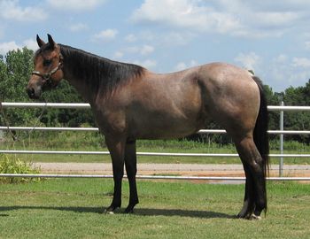 *SOLD**Two D Snickelchex 2012 AQHA Bay Roan Mare Sire: Red Rey Storm Dam: Two D Chicanto The sweet young mare is very correct with tons of pretty to her. She has a long mane and her tail drags the ground. She is in pasture condition and has not been fed up at all. She was started early on and then put on the back burner as so many of our young horses have. I intended on keeping her but I have decided to cut my numbers in half so my loss will be someones gain as this is an extrememly nice mare to ride and breed. She is an excellant prospect to rope calves on as well as heeling and the timed events. She is UTD on vaccinations, worming and trim. She is 14.2 with lots of natural muscling with color to go with it. If you are looking for a nice prospect to go on with or need a nice one to add to your broodmare band she is a great choice.