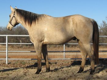 SOLDJoesongbartender DHR Sire: Ima Josong Bartender Dam: Starbert Jo Selene 2011 AQHA Buckskin Gelding This nice buckskin gelding has been working on the ranch dragging calves and doctoring cattle, working the pens, gathering and prowling pastures. He is gentle and easy to get along with. He is just turning 5 and has his whole life ahead of him. You can keep him on the ranch or taking him to the roping pen for a heading horse as he has plenty of size standing 15.2. He has some great horses on his papers including Two Id Bartender and Mr Baron Red along with a strong Bert bred Mother. He has a one hand neck rein and will move off your leg and is truly ready to go any direction you would like and he is great on the trails as not much bothers him.