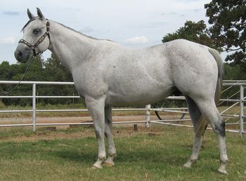 SOLDSilver Roper 2007 AQHA Gray Gelding Sire: Hancock Silver Buddy Dam: Yes DI Roper is a very stout gentle ranch horse. He has a big kind eye and hip, he cinches deep and will drag the rankest bulls when needed. Roper also been started heading in the arena. He has been used extensively on the ranch, dragging, doctoring, sorting etc. He is gentle enough for anyone to ride that knows how to ride. He will go anywhere you point him so he would make some a great trail horse as well as a using horse.
