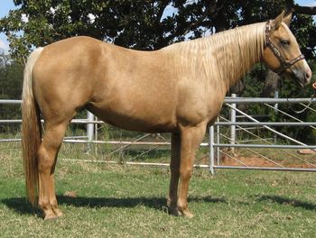 SOLDRafter GF Zipn Cocoa 2010 AQHA Palomino Mare Sire: Zippos Zapper Dam: Katie Ann King This mare is a correct as she can be and has a ton of pretty to her. She has both AQHA and Foundation papers making her a great one to finish and show in the events of your choice. She is very stout and an extemely easy keeper. This mare was trained right to begin with then turned out for a year and is coming along very well. She is ready to finish in barrels, ranch or roping or anything else you would want to do with her. We will begin roping on her in the pasture and the arena until sold. This mare has it all color, conformation and talent to do what ever you choose for her to do and oh what a great broodmare she will make for you if you choose to breed her as she is the right kind.