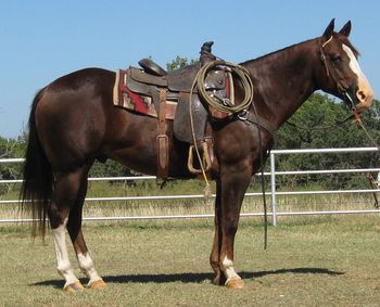 SOLD Slippery Jackpot Cat2007 Chestnut GeldingSire: TRR Kicker Once MoreDam: Tammy San LenaThis nice gelding is very easy to get along with, as he is a big pet. He is 15.1 and stout. He has some great horses on his papers like Hollywood Dun It and Peppy San.He rides out quiet and has started loping the barrels. He has been used as a flagging horse in the roping arena. He is a dark liver chestnut with lots of chrome.