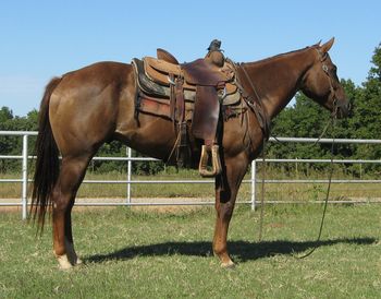 SOLDDF Dualin Shady Lady 2010 AQHA Sorrel Gelding Sire: Dualin Freckle Sire: MC Shady Lady Here is a finished ranch gelding that is also started team roping on both ends. This gelding rides around well and will really watch a cow as he is bred to do with Dual Pep and Colonel Freckles on his papers. This is a super nice gelding with his true working clothes on. He is UTD on vaccinations and farrier. This gelding is ready to do what ever you would like him to do, he is broke and stays broke.