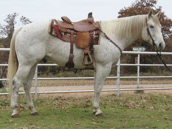 SOLD
Thank you to Matt Hutchins Bartlesville, OK
Mylittletexastornado
2003 AQHA Gray Gelding
Sire: Peppy Red
Dam: Gracie Jewel