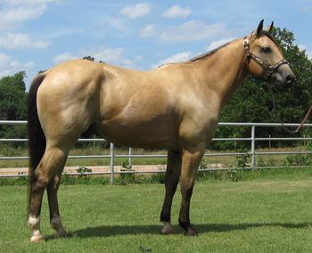 SOLD"Rawhide" 2010 Buckskin Gelding Handy ranch gelding, Step off and doctor one in the pasture alone.. Started heeling and breakaway calf roping. Rawhide is 15 hands tall and stout made. Easy to get along with. He is the perfect size to go in any direction you would like. We will continue using him on the ranch and roping in the arena until sold. Price will increase accordingly.