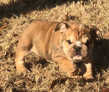 Available Camo DOB 09/30/19 Red Sable Merle Male from Georgia and Justice Love Love this sweet boy and he is very small !!