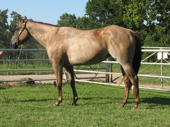 SOLD2010 Red Roan Mare This young mare is very gentle and kind and loves a soft hand. She has been used outside on the ranch but her true calling may just be for soft handed kids as she absolutely loves these kids. She has been being ridden by a 9 year old little girl at the playdays and is taking to it very very well. She is not a seasoned playday horse by any means but she has been taking care of this girl as they both learn the patterns. She is a great little trail horse and will go any where you point her. She is not a dead head at all as she has lots of speed and can be quick as well so if you are looking for one to breakaway or heel on she would be a good choice as well. She is UTD on vaccinations, worming and has fresh shoes on. If you are looking for a good one that is very reasonably priced don't pass this one up.