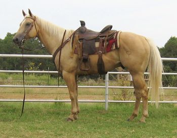SOLD
Thank you Marilyn Barta
Mustang, Oklahoma
CN Root N Toot Pal
2006 Palomino Gelding
Sire: Six Chicks Bar
Dam: Noble Lilsantootstep
This nice gelding is as pretty as you would ever want one, he has a little head and big kind eye, he is very pretty necked and has a big V in his chest like one is supposed to have. He has been started breakaway roping and has roped cattle in the pasture and used on the ranch. He is gentle and kind and easy to get along with.
He is a great one to go on and finish in the arena or to just pleasure or trail ride.