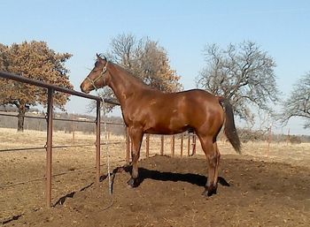 SOLD
Bay Boy 2012 AQHA Bay Stallion Sire: Miss And Gun Dam: Im Tee Totally In Style This young bay stallion is big and stout will make a great roping horse, as well as any of the cattle events. He would make and excellent ranch gelding. Please look past the winter hair. He has a great mind and conformation. He has a big hip and lots of eye appeal. His sire Miss And Gun can be seen here on my Stallion page.