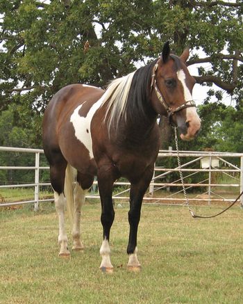 SOLDBoot Scootin Lucy 2003 APHA Bay Tobiano Mare Sire: Beetles Boots Dam: Duster Nubbin Lucy is what we call this nice paint mare. She has a beautiful little head and is very correct from head to tail. She is heavy made with a ton of pretty to her. Her previous owner became terminaly ill a couple of years ago and she was turned out to pasture and only ridden a few times over the past two years. We have brought her in and she is tunning up very well as she was trained well to begin with. She has had no hump or buck and is coming back very well. She is responding to leg pressure and softing very well. Lucy was mainly used as a trail horse for several years and is very gentle and kind. She loves to be groomed. Gets along well with other horses. She is right at 15 hands and heavy made. This mare would make a great addition as a broodmare as well to raise some nice painted babies. I will offer a discounted 2018 breeding to one of our stallions of buyers choice as an option for her as well. UTD on vaccinations, worming and shoes.
