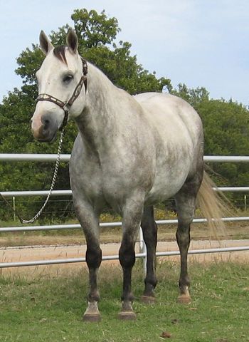 SOLD
Thank you to Dawn Krinn
Pipersville, PA
Luv That Jewel
2007AQHA Gray Gelding
Sire: RSI Bob
Dam: Blue Stones Jewel
This is a very stout nice looking gelding. He has been used on the ranch, roping, dragging, sorting etc. He is a great one to start on the heel side or calf roping, or breakaway.
This gelding is very correct and just right to train in the event of your choosing. Keep him on the ranch for a nice one to use. He is also a great prospect for a tripping horse as well. These nice geldings are getting harder and harder to find.