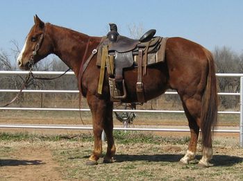 SOLD 2006 Chestnut Gelding This little gelding is super cute. He is 14.1 and very gentle. Has been used in parades and riding on the trails. This horse can cover some ground. He was used lightly on the ranch last summer. He is rides out quiet alone or in a group.