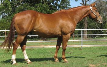 SOLD* "Tank" 2000 APHA Sorrel Gelding Tank is what we call this nich ranch horse. He is big and stout as you can see. He is 15.1 and 1400+. Tank is very handy broke and very light on his feet like a small horse. You can drag calves or bulls doesn't make him any difference or you can take him out on a slow trail ride as he is broke to death. If you like them big, and stout enough to get the job done look no further.