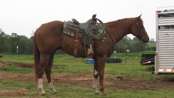 SOLD
Cadillac N Chrome 2007 Sorrel Gelding Sire: Ima Zippo Good Bar Dam: Lads Coosalea ... Cadillac as we call him here at the ranch is a great minded gelding with lots of pretty to him. He is gentle as he can be and very willing to do whatever you want. He would be a great canidate to train as a heading horse. He has some western pleasure training so you could also go on with him that way. He will work off your leg and he is very smooth in all gaits, he is one you could ride all day and never get tired. He loves attention, easy to catch, this is a horse that will be your best friend.