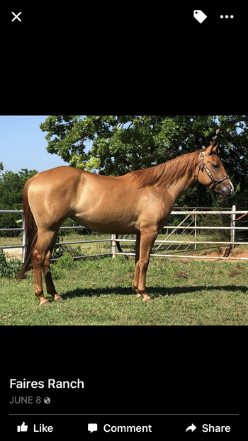 SOLDLeavin My Smoke Sire: Krogs Majestic Blue Dam: leavin Lucy Smokin 2015 AQHA Red Dun Mare Here is a very nice young mare dun mare. We call her Penny here at the ranch. She is lightly started under saddle and going well. She is a natural athlete and can get around. She is wide and thick made and super easy on the eye. Very correct. She is a great one for the roping pen, she is big and stout enough to make a head horse or heel horse. She is quick and fast enough for any of the speed events as well. The possibilities with this young mare are endless. If you are looking for a good one with great color don’t pass this pretty girl up. She is priced to sell at 4500. Located in Cushing Oklahoma 918-327-3110 or 918-306-9498 https://youtu.be/LBQqBTr1XVo