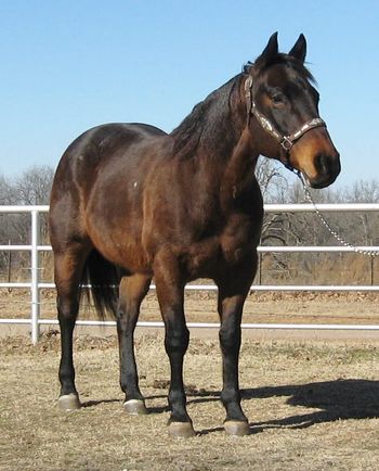 SOLD
Thank you Kyle Nash Broken Arrow, OK
"Lizzy"
2005 Bay Mare
This nice bay roan mare is a finished calf and breakaway horse. She is very easy on the eye as you can see. She is suitable for a 14 to 11. She has been hauled and is great no matter where you take her. She has been hauled to countless Ultimate calf roping's. Lizzy has also been used outside on the ranch and has been headed off of and does great. She is 14.2 and has a big horse mentality. She is gentle enough that a 9 year old boy has ridden her on the trails with no problem. If your looking for a good one to haul or just work your cows she will be a great choice.
http://youtu.be/WUKiOlnlfRk
http://youtu.be/pPwVpy-4dog
http://youtu.be/Uf-vzsMNXHc
http://youtu.be/7OB31v5-S18
http://youtu.be/QQ66B3Geu6Q
Here are a few videos of Lizzy.
http://youtu.be/pPwVpy-4dog
http://youtu.be/Uf-vzsMNXHc
http://youtu.be/QQ66B3Geu6Q
http://youtu.be/8zJK87egy8A