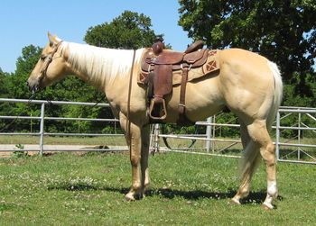 SOLDPlaygirls First 2010 AQHA Palomino Gelding Sire: A First At Last Dam: Playgirls Maria This good palomino gelding is very gentle and easy to get along with. He is 15.1 with a lot of natural muscling He is gentle broke and kind to be around, quiet out on the trails and down the road making him a great pleasure horse. He is also the right size to take to the roping pen or make a ranch horse out of him. The teenage kids used him for a diving board out in the pond last summer so water doesn't bother him at all. He is UTD on vaccinations and shoeing. Take him and use him however you want as he is a willing partner and will go anywhere you point him.