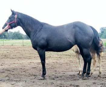 SOLD
Freckled Little Wimp 2001 AQHA Black Mare Sire: Wimps King Buck Dam: Sheza Freckled Fe SOLD Beauty 'is what we call this stunning black mare, she is as pretty as you could ever want. She is a foundation bred mare with the famous King P-234 on her papers which you don't see very often. Beauty is broke to ride but she has been raising some very nice foals for us. She is in foal to Romans Royal Tee for 2013. If you are looking for a nice foundation bred mare here she is.