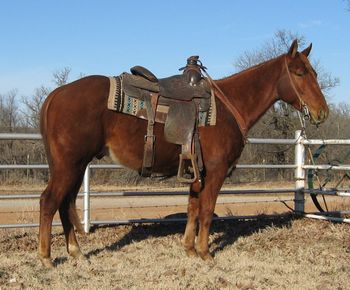 SOLDBluestem Tommy 2012 AQHA Sorrel Gelding This young gelding is broke the best and has a great handle on him. We have used him on the ranch dragging calves, sorting and penning. He is gentle as you can get one to be. My 7 and 8 year kids ride him everywhere. He is very cowy and would make a great sorting horse as well as heel, breakaway and tie down calf horse. Gentle enough for anyone to ride and broke as well if not better than most 10 year old geldings.