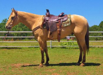 SOLD
Okie Captain Jack 2006 Buckskin Gelding Sire: Dunsastyk Dam: CJ Daisy Mae This is a pretty young gelding that has been used as a ranch horse most of his life. He was started on the heel side as a 4 year old but not finished. He is very cowy and would make a great penning or sorting horse or go on and finish him on the heel end. He has some great horses on his papers like Poco Jessie Tivio and Jessie Tivio. You could go anyway you wanted with this horse as he is the perfect age to finish in the event of your choice. He has a great handle on him, catch him anywhere as he will meet you at the gate. He is very friendly and is a pocket pet. If your looking for a pretty one here he is.