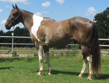 SOLD2006 Gray/Roan and white paint ranch gelding. This stout made gelding has been working on the ranch dragging calves, doctoring, sorting and prowling pastures most of his life. He is one you can make a living on out on the ranch yest very gentle for most anyone to ride out on the trails. He is super broke with a nice handle on him and he is a very unusual color to boot.
