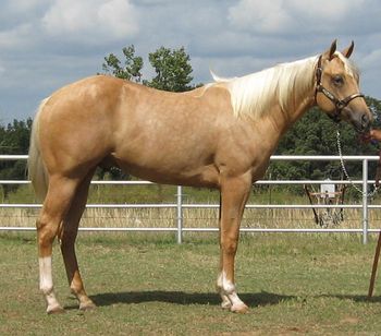 SOLD
Thank you to Emilio Cons
Hermosillo, Sonora Mexico
Pretty Fancy Fella
2012 AQHA Palomino Stallion
Sire: Mr Fancy Fella
Dam: Arizona Summer