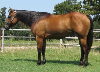 SOLDJacks Watch Annie 2010 AQHA Bay Mare Sire: Watch Joker Jack Dam: Startbert C Hancock Babe is what we call this beautiful bay mare due to her being the sweetest and kindest easy going mare you may ever get the chance to be around. She is extremely correct in conformation and has the most willing mind as I have seen in a long time. Babe is very willing to please and be your best friend. She is started well in the sorting pen and has gathered cattle and been rode on the trails with absolutely no issues. She is 15 hands and heavy made. Ride her with a halter and lead rope as nothing bothers her at all. She has no bad habits or vices and looks and acts like a gelding. Gentle enough for most anyone to ride. She is bred the best with Two Eyed Jack and Watch Joe Jack right on her papers. Babe is just a 5 year old and could go any direction you would want and oh what a great broodmare she will be if you wanted to breed a great one. Ones like her are very hard to find.