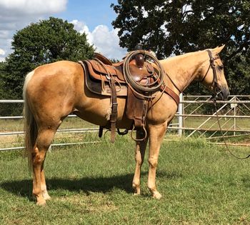 Update this little mare is really riding around and moves like a cat. If your looking for a good one the sky is the limit with her. Price is going to increase on her very soon. MBar Irish Eyes 2011 AQHA Palomino Mare Sire: MBar Cuda Dam: Irish Smart Aleck Here is a super cute mare for your consideration. We call her Irish here at the ranch. She is golden palomino and very correct. She is bred to be super athletic and that she is. She is quick and catty and super smooth to ride. She was used early on gathering cattle and sorting in the pens. Irish is a perfect one to go on with in sorting penning roping as well as barrels and poles as she is just a natural and can get around. The sky is the limit with this girl. She is 14.2 and is UTD on vaccinations worming and farrier. Located in Cushing Oklahoma 5️⃣5️⃣0️⃣0️⃣Call us at 918-327-3110 or 918-306-9498 Visit on Facebook at Faires Ranch https://youtu.be/ek4fu_voHL4 https://youtu.be/gGfD7ncOhCw