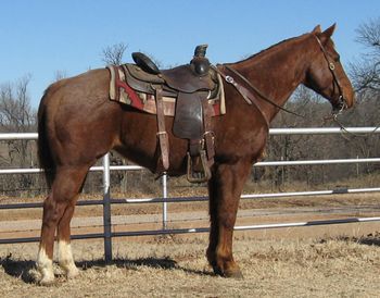 SOLD
Thank you to Jarrod an Kim
Seymour, TX.
Pintada Poglee
2002 AQHA Red Roan Gelding
Sire: Two Box Drifty
Dam: Doca Sweetheart
This is a really nice broke using horse. He has been working on the ranch all his life dragging calves, bulls, doctoring etc. Not much he hasn't done on the ranch. He is a work horse and loves his job what ever it may be. Good ranch geldings like him are hard to find so don't let him get away.