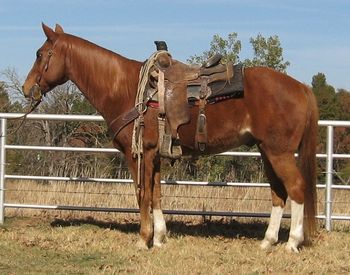 SOLD
Smoke 1995 Sorrel Gelding SOLD Congratulations to Candi Carr and Family Pawhuska, OK If you are looking for a good one to put your kids on here he is. Smoke will ride to the level of rider he will give you what ever you ask for.. He is a great roping horse, we use him on the heel side, as well as break away. He rides out quite and his girl has gathered cattle on him. He is a safe honest gelding that would be a great one to help a begining roper learn due to his experience he will help teach them. Don't let this one get away. http://youtu.be/4yK0MbNKlNg