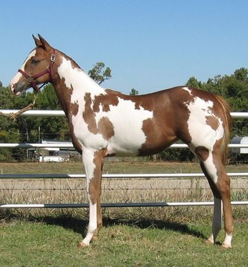 SOLD
2011 APHA Sorrel Overo Mare Sire: The Genuine Kid Dam: Ima Tru Rain SOLD Congratulations to Suzzone Franks Cisco, TX She truely is a lovely young mare, she has all the color and conformation you could want. She is an own daughter of The Genuine Kid who is a Reserve World Champion with over 500 points on him and a Multiple World Champion sire, also siring paint horses in Italy and Germany that have won the Equitana and other prestigious events. If you are looking for a world class filly to fit up and show here she is. She has some great horses on her pedigree including The Genuine Kid, Kid Clu, Obvious Conclusion, Ima Tru Skip, and 2X World Champion and Leading Sire Ima Cool Skip. Don't miss the chance to own such a great young loud colored mare.