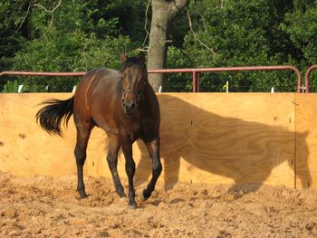 Hollywood Twisted 2009 AQHA Bay Stallion Sire: Haidias Hobo Dam: Greathollywoodspirit SOLD Going to Chicago, Illinois