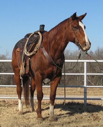 SOLD
Doc Hammerlena 2001 AQHA Gelding Sire: Caprilena Dam: PJ Sweet Honeydew SOLD Congratulations to Shelly Moore and Family Bentonville, Arkansas Doc is a great seasoned ranch gelding. He has been used on the ranch gathering, dragging calves and pasture roping. He is broke and honest. This horse has a great light handle on him, he will work off your leg and a great short lope. He is gentle for anyone one to ride anywhere, you would wear out a truck trying to find one this broke. He has been ridden by kids as well. Doc is a grandson of Doc O'leana, and has some great ones on his papers like Doc Bar and jessie Tivio. If you looking for a good one to work on the ranch or just trail ride here he is, nothing bothers this guy at all.