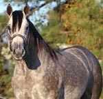 Smokin Roman 2008 AQHA Gray Stallion Sire: Romans Royal Tee Dam: Tyrees Smokin Jewel SOLD Private Party Kentucky